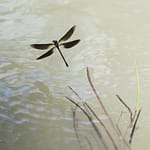_DSC1572-1
